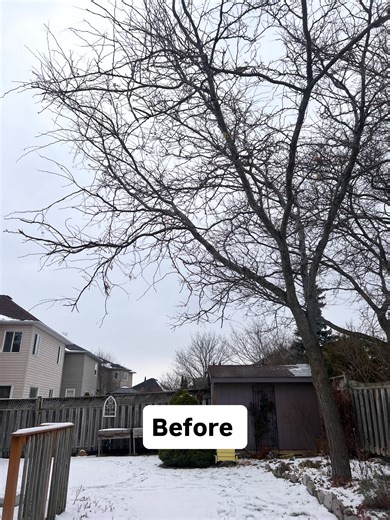 🌲Top Notch Tree Services • TREE CARE EXPERT 🌲 | Honey locust pruning completed. 🪾 Precision work. Lasting results. Check out our website, linked in our Bio! 💻 #treeservice... | Instagram