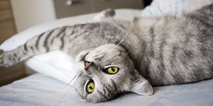 How to Be Proactive Against Cat Arthritis | Preventive Vet