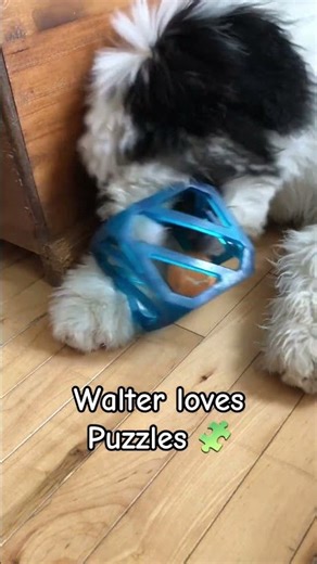 The 🎁 gift 🎁 that Keeps on Giving! #ytshorts #walterthesheepdog #giver #puppies #energizerbunny