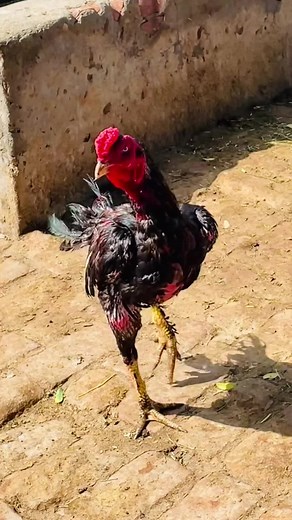 Asil Roosters: The Kings of the Ring