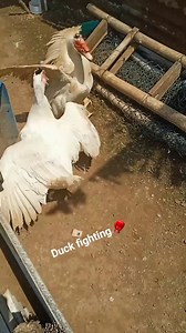 Duck fighting #muscovyduck #pet #animal #animals #fighting | Arga Nuswantoro