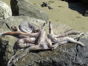 How to Clean and Cook an Octopus
