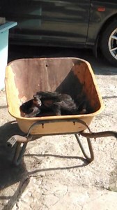 4.6K views · 341 reactions | Update : He passed away He met with an...