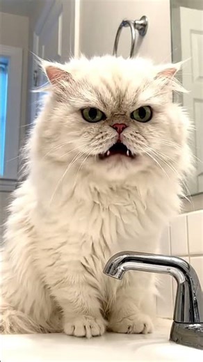Why are you washing me? 😾 #cats #animals