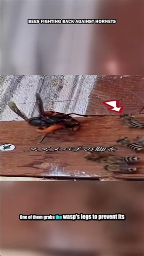 Bees fighting back against hornets 🐝