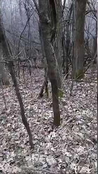 How to track a deer - Signs To Look For