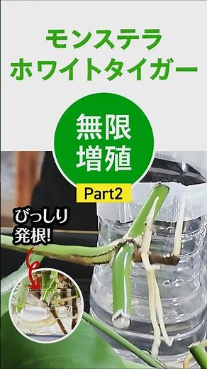 【モンステラ】水挿しから土へ！失敗しない根の取り出し方とチェック方法 #shorts