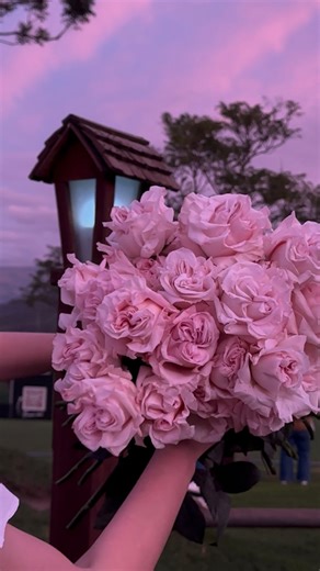 Limon Flowers 🍋🌷 on Instagram: "Плантация Monterosas - наша любимая и ваша тоже 😊🙌🏻 @monterosasfarms В прошлом обзоре из холодильной камеры многих заинтересовал сорт Powder Puff и неудивительно. Он очень редкий и необычный сорт, который мы нашли только у Monterosas Powder Puff мягкий и деликатный: • пионовидный • высота бутона около 8 см • диаметр закрытого цветка 10–11 см • лёгкий, нежный аромат Hapink. По форме бутона и раскрытию он очень похож на Powder Puff, но отличается цветом. Hapink