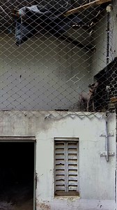 131K views · 7.1K reactions | Bully dog setup | Faisal Pardesi TV | Facebook