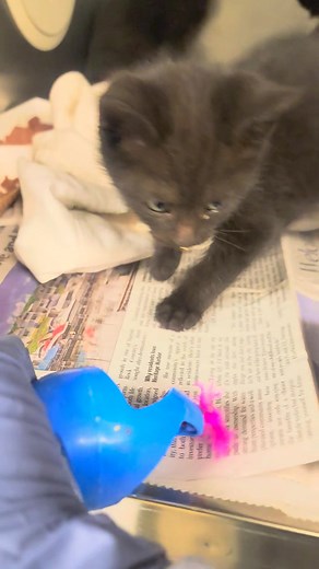 2.1K views · 110 reactions | URGENT - KITTENS ROCKY - A303867, male. ROAD - A303868, female. PISTACHIO - A303869, female. ALMOND - A303871, female. 8 weeks old OWNER SURRENDER Intake 11/10/25 Video - These tiny guys were surrendered to find new homes. They are cuter can be and home raised so come and get them! ===================== Animals in this profile might be available for rescue or adoption from Chicago Animal Care and Control. | CACC Cats | Facebook