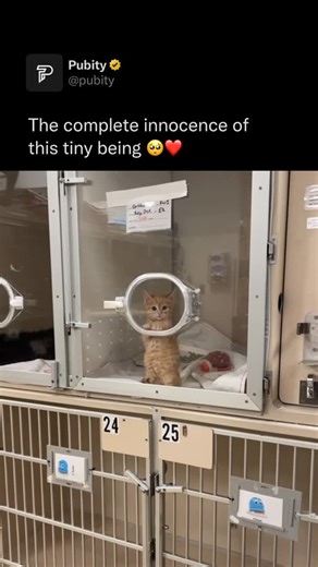 Pubity on Instagram: "😭 Cats make “biscuits” because the kneading motion is an instinct they carry from kittenhood. As newborns, kittens knead their mother’s belly to stimulate milk flow, and that comforting association sticks with them into adulthood. When a cat kneads blankets, pillows, or even you, it usually means they feel safe, relaxed, and content. It can also be a way of marking territory, since scent glands in their paws release familiar smells while they knead. (Ellie The Vet Tech via