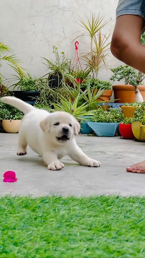 Playing Mood 🛝🛝🛝 #labrador #labradorretriever #labra #puppylove #puppy #puppies #puppygram #puppylife #puppiesofinstagram #puppypalace #puppypic #puppyplay #puppypower #puppyplaytime #puppyplaying #puppytraining #puppielove #puppi #dogsofinstagram #doglife #love #friendship #cutepuppy #cutepuppy316 #labrador_pb23 #labrador_lovers #labrador_class #❤️ | Cutepuppy316