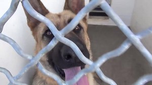 2.9K views · 394 reactions | ASHER is a sweet, gentle, big beauty and...