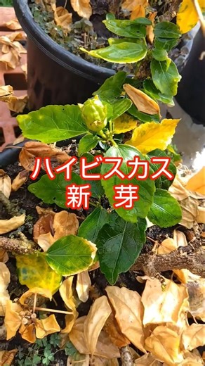 【落葉樹・ハイビスカス】今年の冬は寒かったですからね～ やっと新芽が芽吹いてきました～＃亜熱帯植物