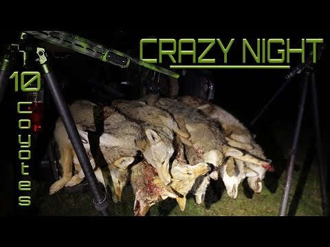 CRAZY Night of Coyote Hunting (10 Coyotes)