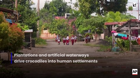 Crocodile attacks in Indonesia on the rise, 179 recorded incidents in 2024