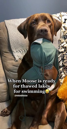 We feel ya, Moose #wisconsin