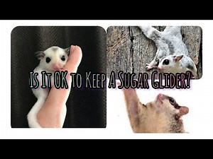 Can Cute Exotic Sugar Glider Really be Your Palm-Sized Pet & be Tamed? | Cute Pets Bonding