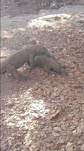 So guys, this is how Komodo dragons seduce their partners when they want to mate.