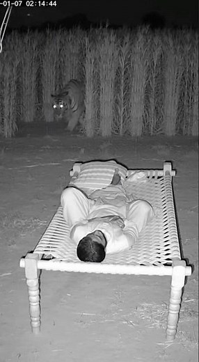 CCTV Footage Shows Tiger Attacking Human at Night 😱