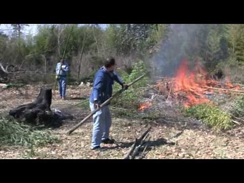 Bamboo gets its name because it goes BAM when in a fire