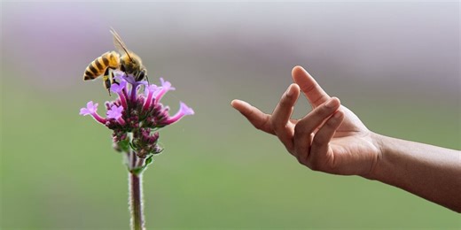 From ‘superfoods’ to ‘smart farms,' scientists might actually solve the bee crisis
