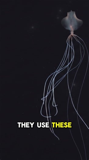 The Squid With the Longest Arms for Its Size 🦑