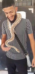#ballpython 🐍 #pythonregius #pythonroyal #reptiles | Vikings Zoo