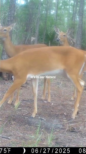 Naples Heritage Trail Cam
