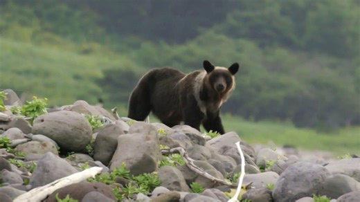 How Japan is Fighting Back Against a Surge of Bear Attacks