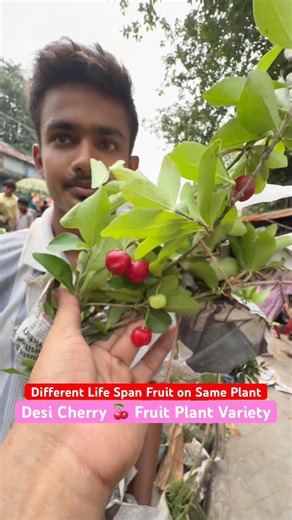 Fruit-Loaded Desi Cherry Plant 🍒 Rare Find at Galiffstreet!