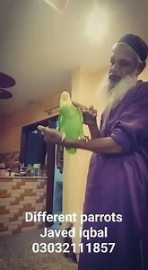 8.1K views · 84 reactions | #Double_yellow_headed_Amazon... Tamed & Talkative... Loc: model colony karachi near airport.... Price & further details on contact 03032111857 Javed iqbal | Different parrots-javed iqbal | Facebook