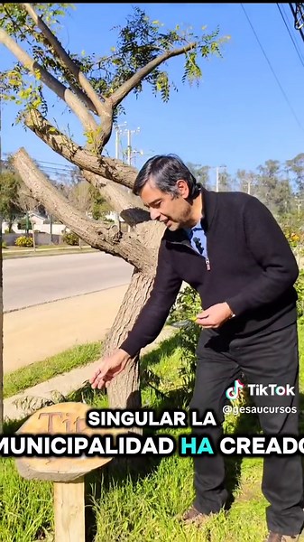 Conocías a la Tipuana tipu? #arbol #arboles #arbolurbano