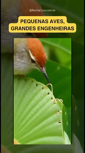 👇 SAIBA MAIS 👇 As aves tecelãs constroem ninhos em formato de cabaça usando fios de capim e mais de uma dezena de tipos de nós. Essa habilidade não surge pronta. Estudos mostram que os jovens aprendem com a prática, aperfeiçoando a técnica até alcançar estruturas firmes e detalhadas. Essas construções suspensas nas árvores protegem ovos e filhotes contra predadores. Espécies diferentes, como as oropêndolas, desenvolveram soluções parecidas ao longo da evolução, mostrando como a necessidade de 