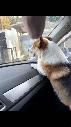 Corgi Lovers on Instagram: "Crazy corgi 🐶 𝗙𝗼𝗹𝗹𝗼𝘄 𝘂𝘀 @corgi.pack for more adorable corgi moments! 🐶🐾 . . . 📽️ Credit: To the original creator ©️我叫王富贵呀 If this is your content, please DM us for credit or removal. Thank you! #corgi #corgilovers #dog"