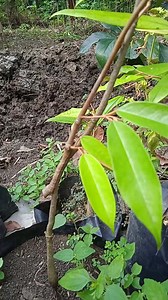Stack grafting method | GardeningFruit