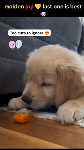 Golden Retriever Puppies Full of Joy 🐶💛 (Last One Is Best!)