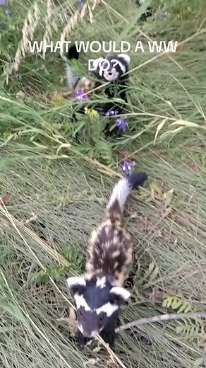 Those baby marbled polecats were vetted and named within the hour! #animalrescue #wildlifeanimals #whitewomen #wwawwd #comedy #marbledpolecats #laugh credit @sergeydeineka0 on TT | Bestfetchdog Jay Lett