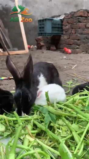 Cute Rabbit Eating Food | Funny Bunny Moments Ali zoo