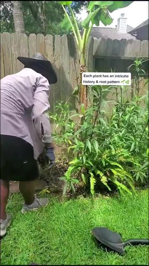 Plant Lover's Guide to Removing Ruellia: A Fun Workout!