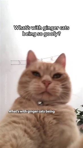 271K views · 1.3K reactions | The internet is convinced that orange cats are just, well, goofier than other kinds of cats. National Geographic contributor Jason Bittel explains what the current science says about ginger cats and whether their wackiness is in their genes or just in our heads.  Learn more about orange cats and the scientific search for the source of their goofiness: https://on.natgeo.com/4g66f17 | National Geographic | Facebook