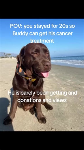 Buddy.Fighting.cancer (@buddyanyleos)’s video of Buddy The Dog