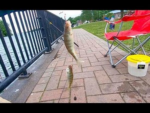 How to catch Perch FROM SHORE on the Detroit River