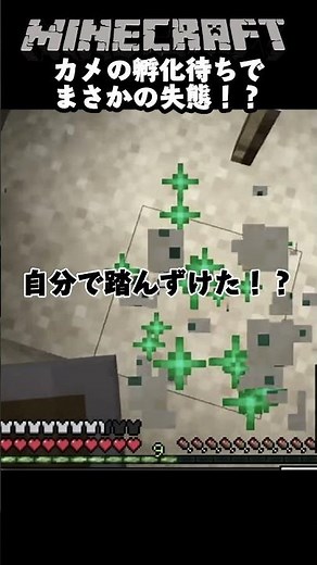 マイクラあるあるカメの卵を孵化させるのどれだけ大変なのか・・・ #マイクラ ♯wawon ♯マイクラあるある