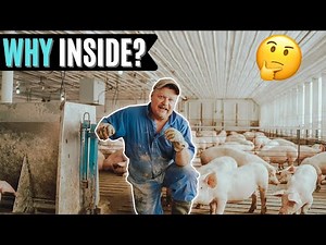 Why Farmers Raise Pigs Inside..
