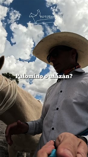 Descubre el Palomino: Color y Genética Equina