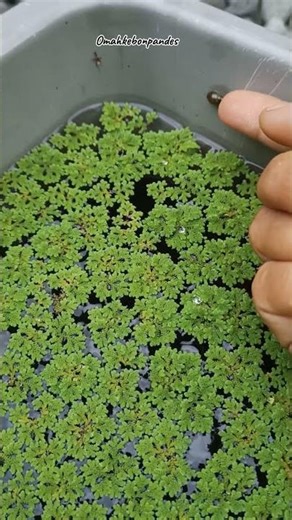 Bonus dari Beli Azolla