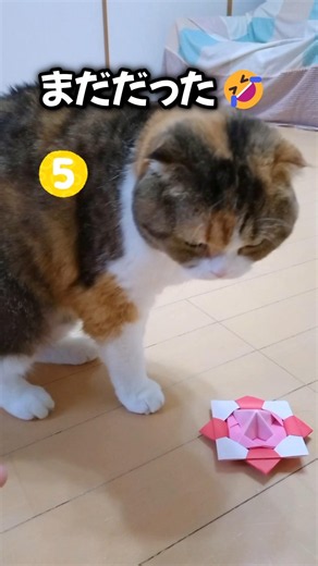 Vanilla Saved Her Biggest Sneeze for Last 🤣🐱