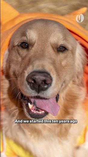 A sea of costumed golden retrievers in a field of pumpkins