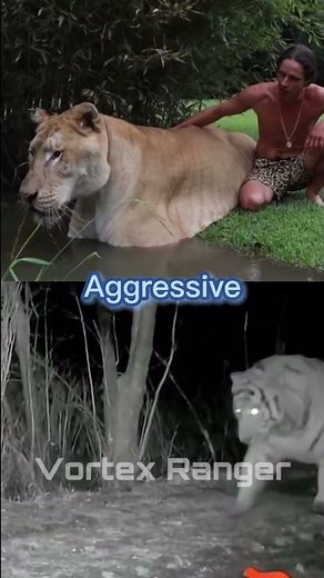 Liger VS Siberian Tiger #animals #wildlife #shorts #siberiantiger #liger